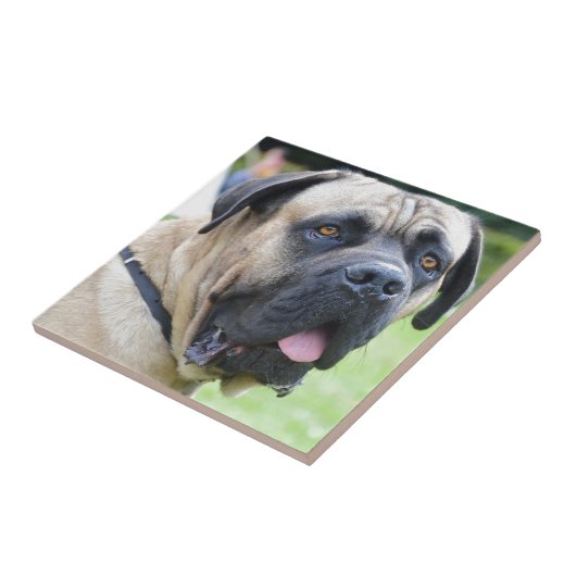 Bullmastiff Tegeltje (Zijkant)
