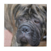 Bullmastiff Tile Tegeltje (Voorkant)