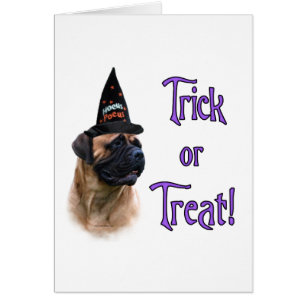Bullmastiff Trick
