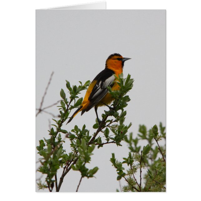 Bullock's Oriole (Voorkant)