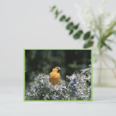 Bullock's oriole briefkaart (Staand voorkant)