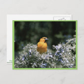 Bullock's oriole briefkaart (Voorkant / Achterkant)