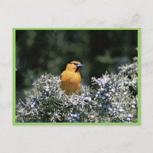 Bullock's oriole briefkaart