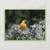 Bullock's oriole briefkaart (Voorkant)