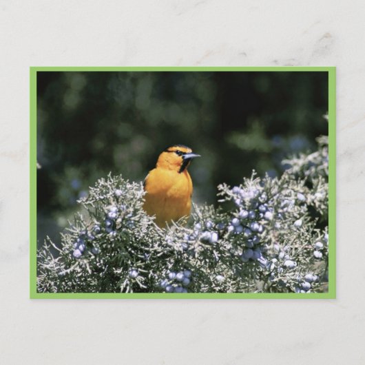 Bullock's oriole briefkaart (Voorkant)