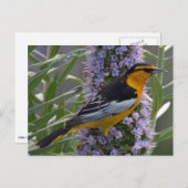Bullock's Oriole Briefkaart (Voorkant / Achterkant)