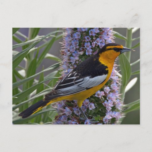 Bullock's Oriole Briefkaart (Voorkant)
