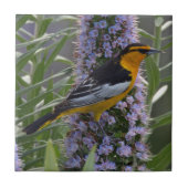Bullock's Oriole Tegeltje (Voorkant)