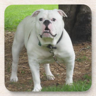 Bullodg Onderzetters