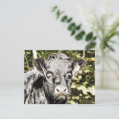 BULLS BRIEFKAART (Staand voorkant)