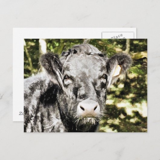 BULLS BRIEFKAART (Voorkant / Achterkant)