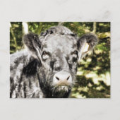 BULLS BRIEFKAART (Voorkant)