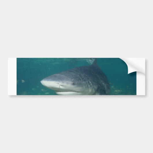 Bullshark Bumpersticker (Voorkant)