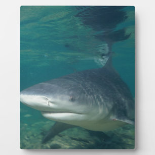 Bullshark Fotoplaat