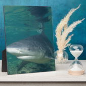 Bullshark Fotoplaat (Zijkant)
