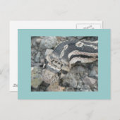 Bullslang (Pituophis catenifer sayi) Briefkaart (Voorkant / Achterkant)