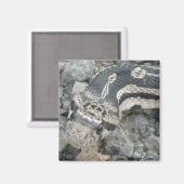 Bullslang (Pituophis catenifer sayi) Magneet (Voorkant / Achterkant)