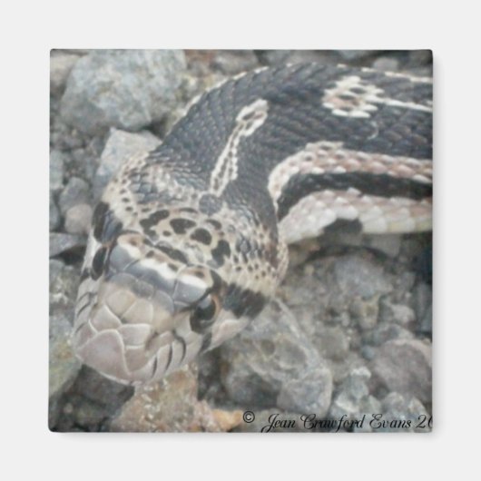 Bullslang (Pituophis catenifer sayi) Magneet (Voorkant)