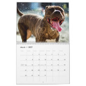 Bully Beauty Kalender (Mar 2027)