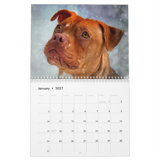 Bully Beauty Kalender (Jan 2027)