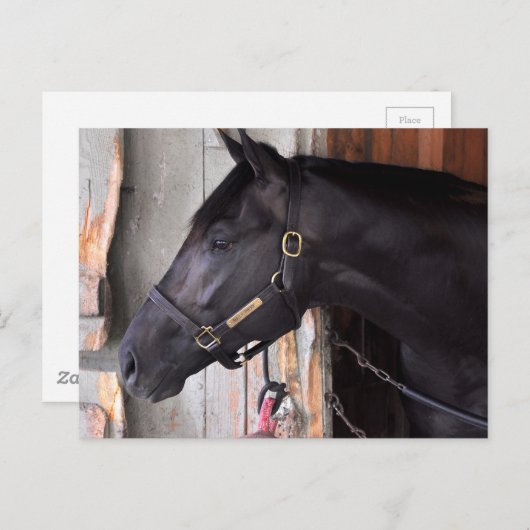 Bully Proof by Bellamy Road Flaming Slew Briefkaart (Voorkant / Achterkant)