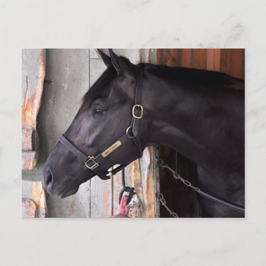 Bully Proof by Bellamy Road Flaming Slew Briefkaart (Voorkant)