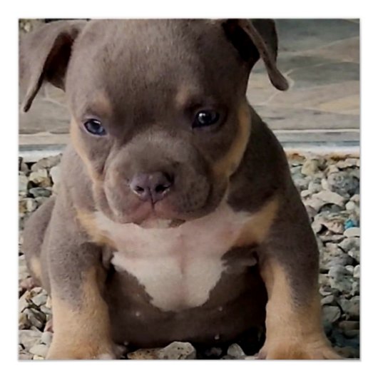 Bully ras puppy perfect poster (Voorkant)