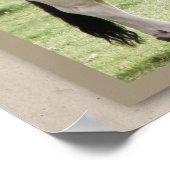 Bully voor jou! Brahma Bull Poster Print (Hoek)