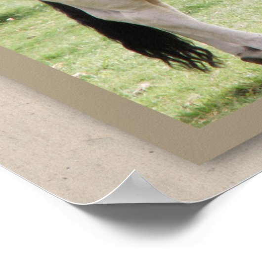 Bully voor jou! Brahma Bull Poster Print (Hoek)