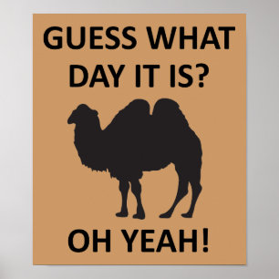 Bultdag Kameel Grappige Woensdag Poster Bord