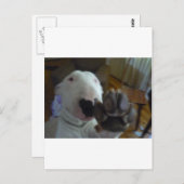 bultrug briefkaart (Voorkant / Achterkant)