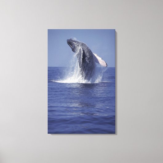 Bultrug springt uit het water (Megaptera Canvas Afdruk (Voorkant)