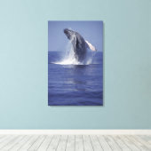 Bultrug springt uit het water (Megaptera Canvas Afdruk (Insitu (Houten vloer))