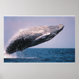 Bultrug springt uit het water poster