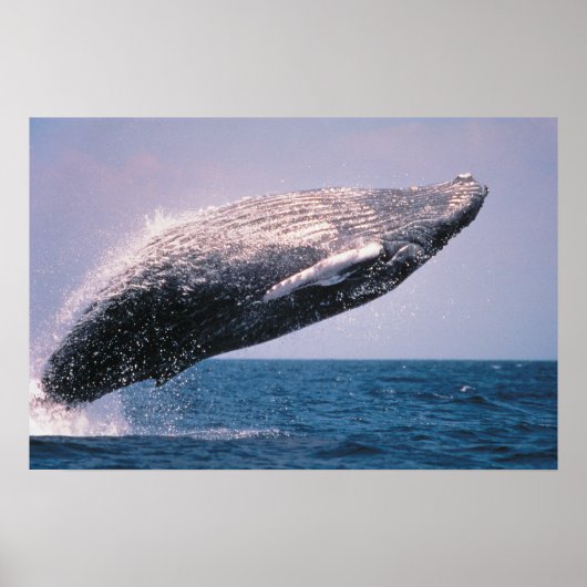 Bultrug springt uit het water poster (Voorkant)