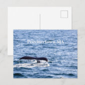 Bultrug walvis Briefkaart (Voorkant / Achterkant)
