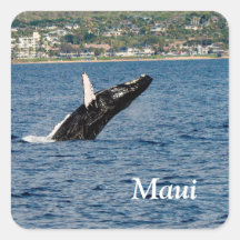 Bultrug walvis doorbreekt Maui-stickers
