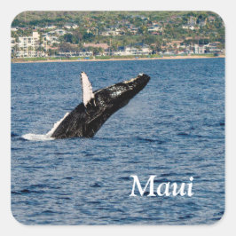 Bultrug walvis doorbreekt Maui-stickers Vierkante Sticker