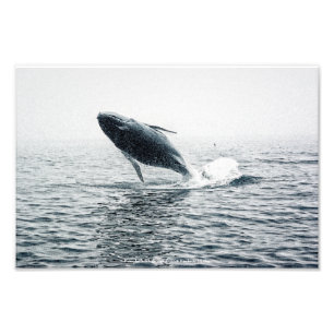 bultrug walvis kalf foto afdruk