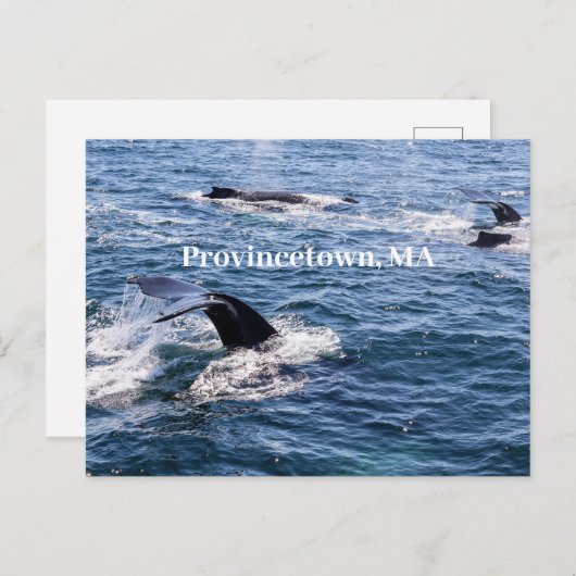 Bultrug walvis staart Briefkaart (Voorkant / Achterkant)
