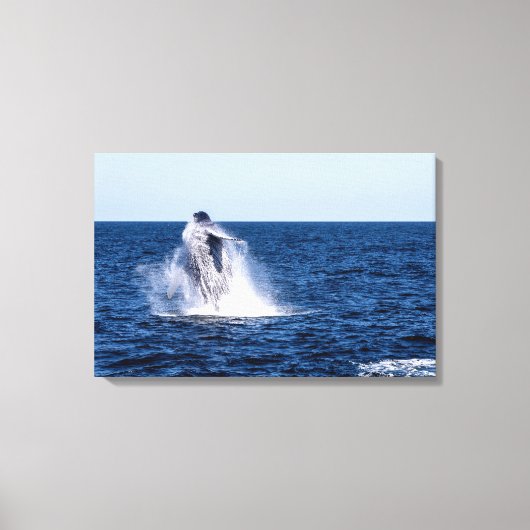 Bultrug walvis stretched canvas Print (Voorkant)