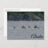 Bultrug walvissen Bubble Netting Alaska Briefkaart (Voorkant / Achterkant)