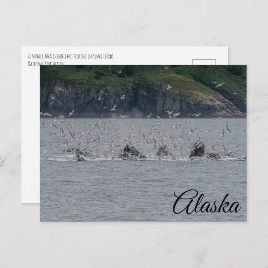 Bultrug walvissen Bubble Netting Alaska Briefkaart (Voorkant / Achterkant)