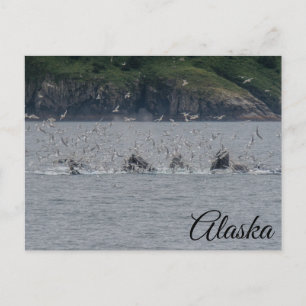 Bultrug walvissen Bubble Netting Alaska Briefkaart