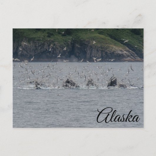 Bultrug walvissen Bubble Netting Alaska Briefkaart (Voorkant)