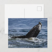 Bultrug Walvisstaart Close Up - Wildlife Foto Briefkaart (Voorkant / Achterkant)