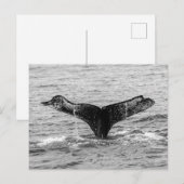 Bultrug Whale Tail Splash - Wildlife Fotografie Briefkaart (Voorkant / Achterkant)
