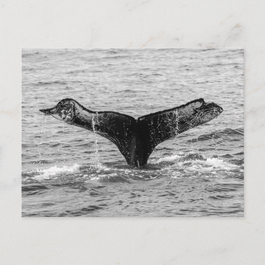 Bultrug Whale Tail Splash - Wildlife Fotografie Briefkaart (Voorkant)