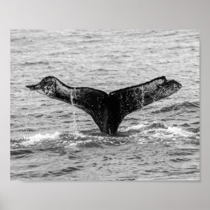 Bultrug Whale Tail Splash - Wildlife Fotografie Poster