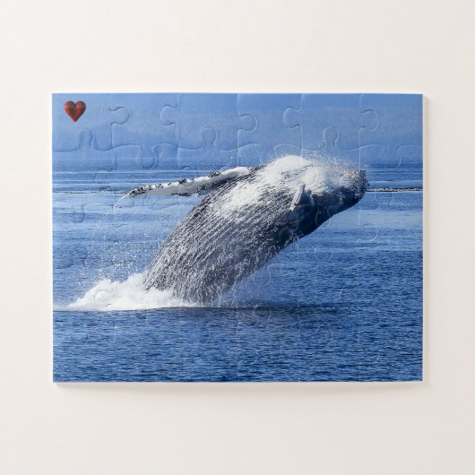 Bultrugwalvis Alaska Legpuzzel (Horizontaal)